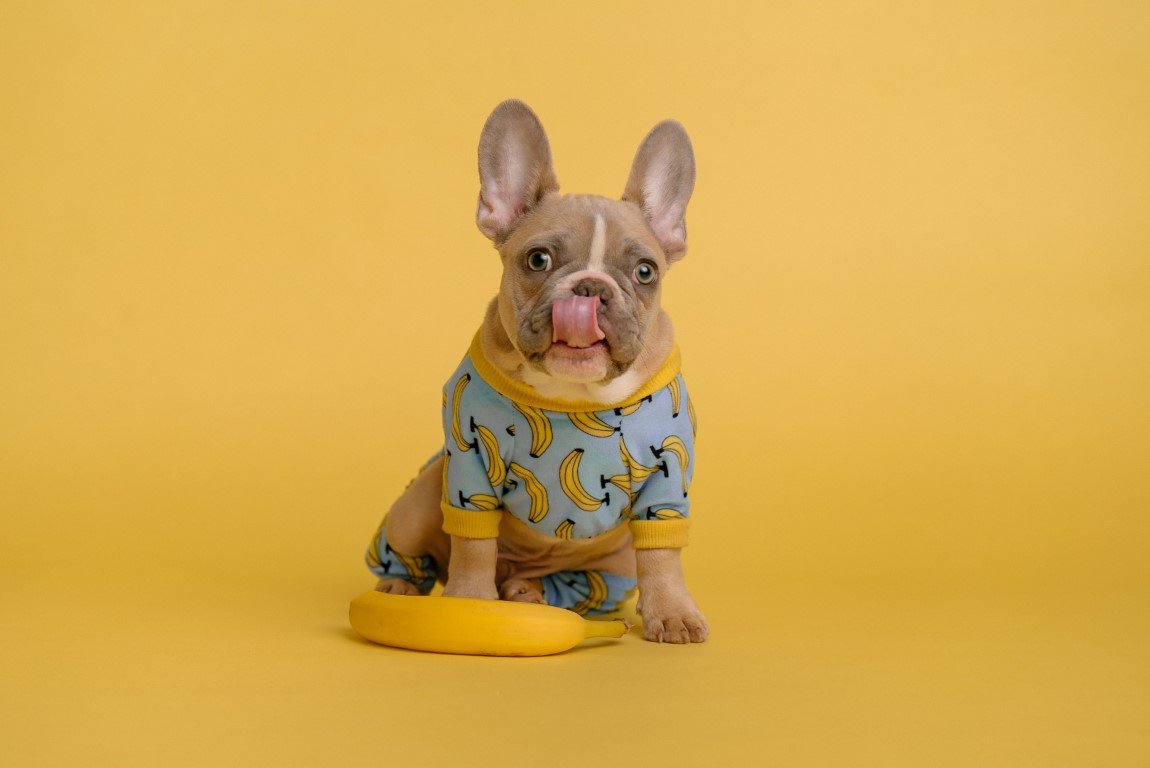 Cane simpatico