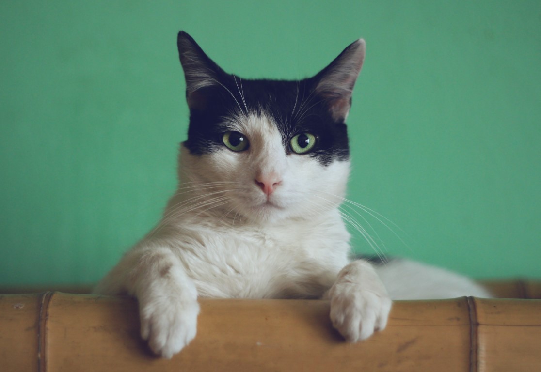 Gatto a riposo